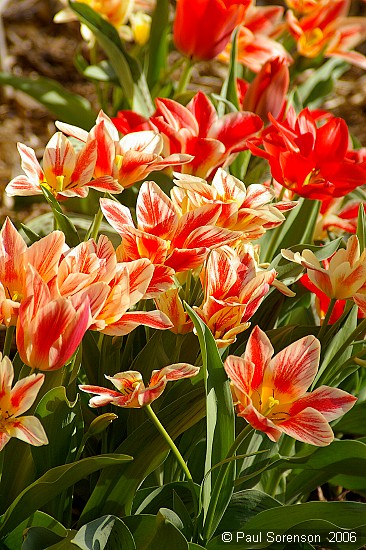 Marcia's Tulips