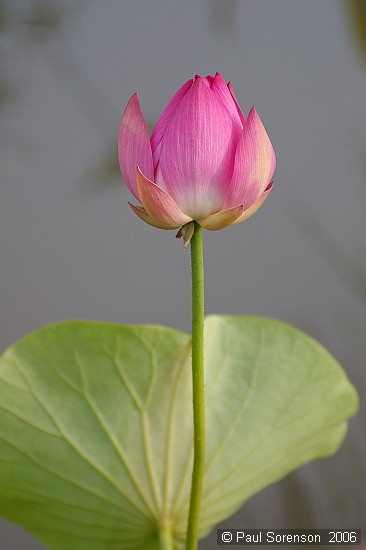 Water Lilly - Botanicl Gardens, June 2006