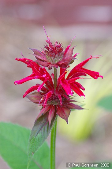 Monarda