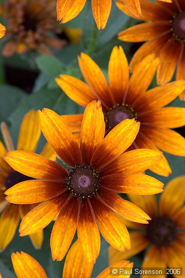 Daisys?  Prairie Coneflowers?
