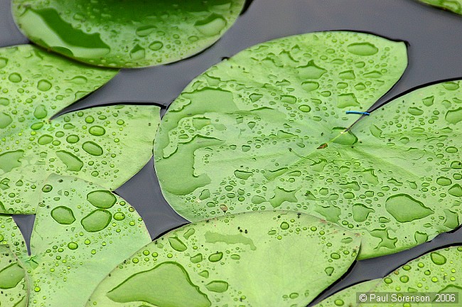 Lilly Pads