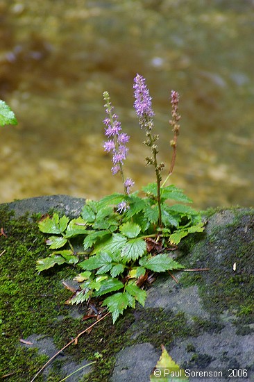 Yaddo Flower