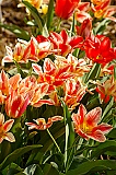 Marcia's Tulips