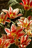 Tulips 2