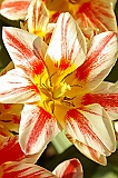 Tulip 4