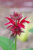 Monarda