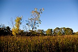 Fall Prairie