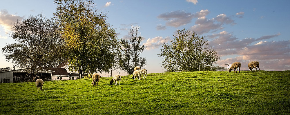 sheep-grazing-peso-K3-2440.jpg