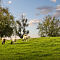 sheep-grazing-peso-K3-2440.jpg